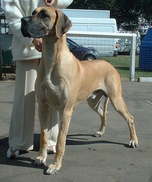 DOG GERMAN
